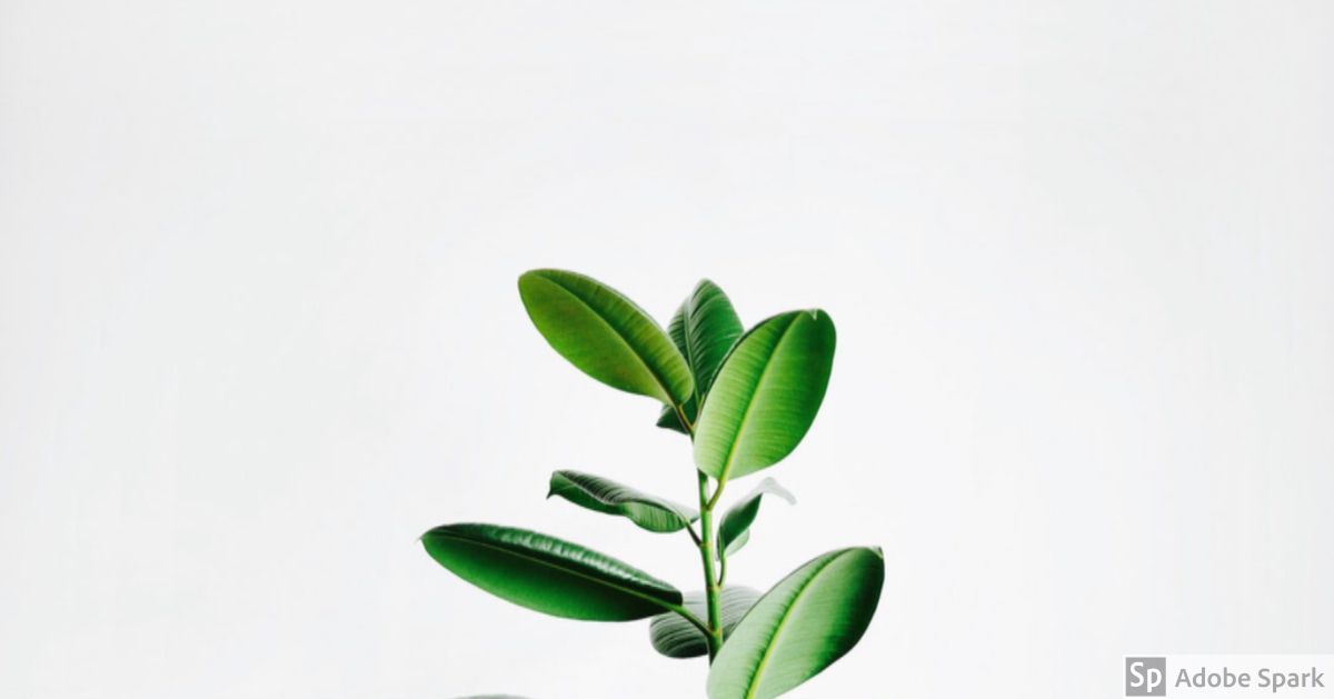 What you focus on grows