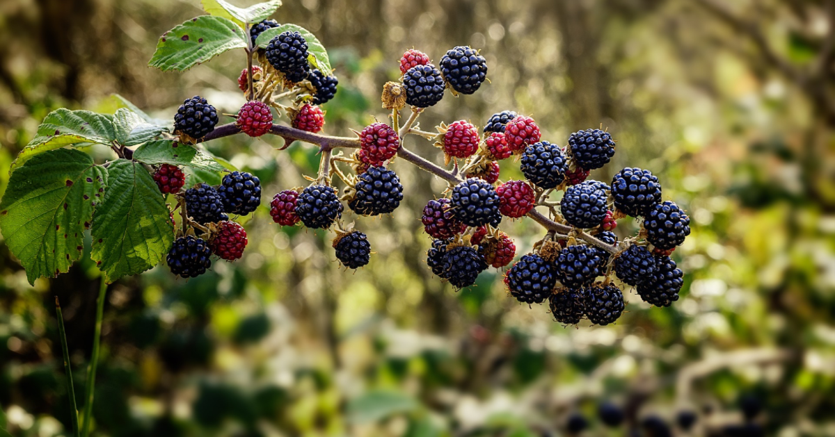 blackberries for zelda