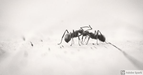 kill the ant